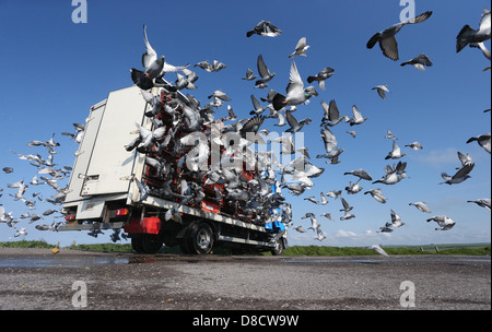 I piccioni viaggiatori sono liberati all'inizio di una gara. Foto di James Boardman. Foto Stock