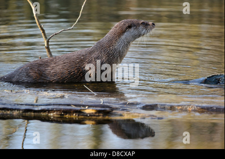 Lontra europea, Lutra lutra, Lüneburger Heide, Germania Foto Stock