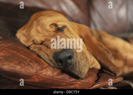 Bloodhound del sonno Foto Stock