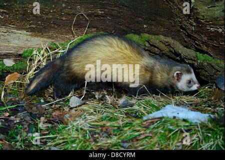 European polecat, mustela putorius, celle, Bassa Sassonia, Germania Foto Stock