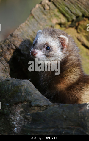 European polecat, mustela putorius, celle, Bassa Sassonia, Germania Foto Stock