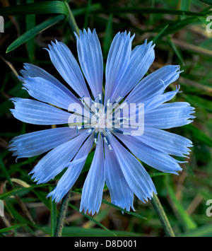 Solo perfetto fiordaliso fiore visto con testa, mostrando i pistilli e tutti i petali in un cerchio perfetto forma Foto Stock