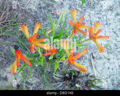 Un primo piano di fiori di Kangaroo Paw che crescono nel terreno sabbioso di Landsdale, conosciuta per i loro colori vivaci e la forma unica, originaria dell'Australia. Foto Stock