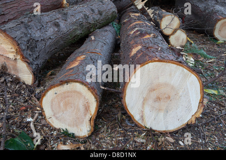 Chiudere fino in legno del tronco di albero che mostra gli anelli di età e linee Foto Stock