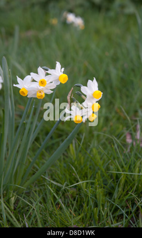 Narcissus tazetta, crescendo in Andalusia, Spagna. Febbraio. Foto Stock