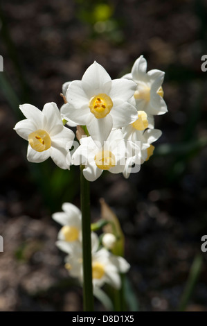 Narcissus tazetta, crescendo in Andalusia, Spagna. Febbraio. Foto Stock