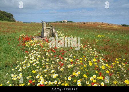 Papaveri e fiori in un prato in Menorca in primavera Foto Stock