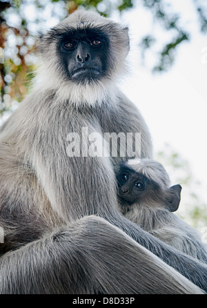 Grigio scimmia langur madre e bambino seduto su una parete; madre guarda con sospetto alla lente.. Foto Stock