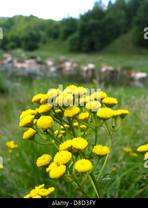 Piccolo giallo camomiles su uno sfondo di un luogo di irrigazione di mucche Foto Stock