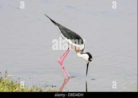 Nero a collo stilt bird in cerca di cibo in una palude, penisola di Bolivar, Texas, Stati Uniti d'America Foto Stock