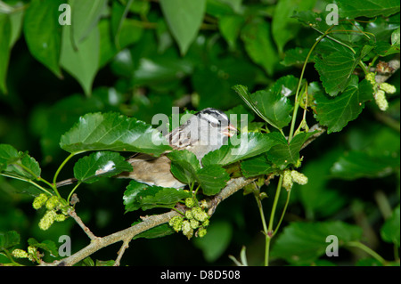 Bianco-throated sparrow appollaiato su un ramo, alta isola, Isola di Bolivar, Texas, Stati Uniti d'America Foto Stock