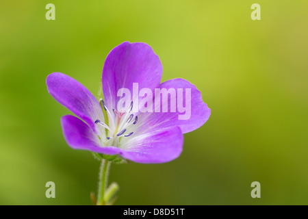 Primo piano della viola fiore di geranio Foto Stock