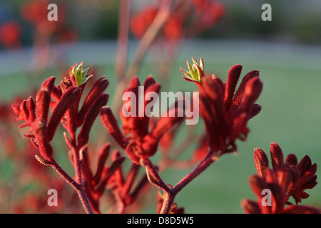 Un primo piano di una pianta di zampa di canguro rosso, che mostra i suoi vibranti fiori tubulari rossi e i fiori unici a forma di zampa. Questa pianta nativa australiana è nota per il suo aspetto sorprendente e la sua resilienza. Foto Stock
