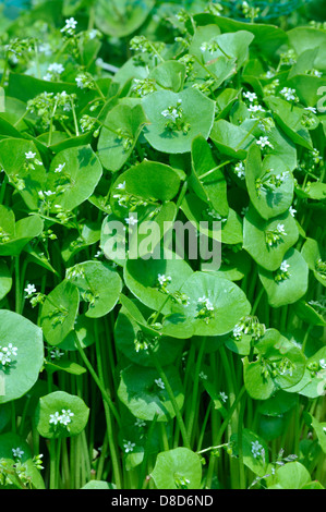 Inverno Purslane o minatori lattuga, Claytonia perfoliata, crescendo in giardino Foto Stock