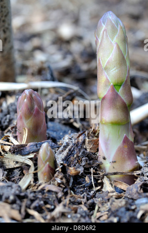 Nuovi germogli di asparagi emergente Foto Stock