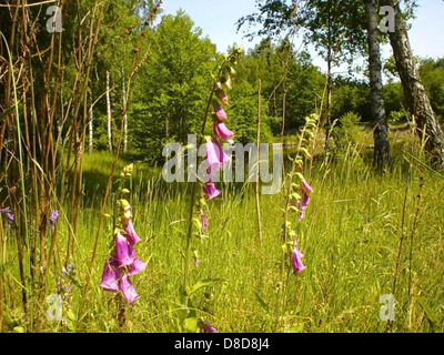 Questa immagine mostra diversi fiori viola a forma di dito che fioriscono in un campo erboso, offrendo una scena naturale colorata e serena. I fiori contrastano splendidamente con l'erba verde circostante, evidenziando la vivacità della natura in un ambiente tranquillo. Foto Stock
