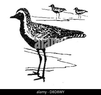 Un disegno artistico in bianco e nero di uno shorebird, in particolare un plover d'oro. Lo schizzo enfatizza le caratteristiche delicate e la forma distintiva dell’uccello, evidenziando il suo habitat costiero. Foto Stock
