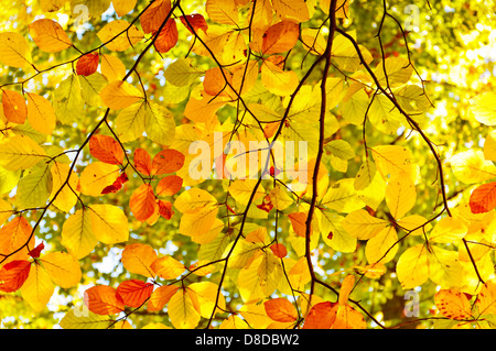 Belle foglie colorate fotografato dal di sotto, autunno foresta, Schlaubetal, Brandeburgo, Germania Foto Stock