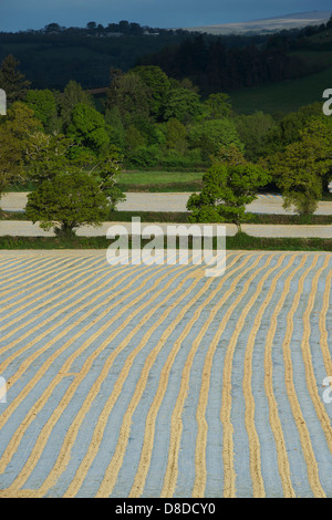 Fogli di plastica sopra le colture di mais nella luce del mattino , Devon, Inghilterra Foto Stock