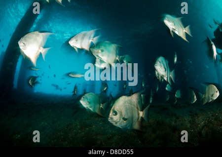 Una scuola di Atlantic spadefish sotto airone cenerino ponte in Palm Beach, Florida Foto Stock