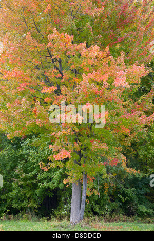 Maple tree in fall colours with green leaves changing to red Foto Stock