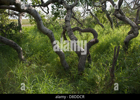 Gli alberi di Twisted (alberi di Crooked) Aspen stand, un gruppo insolito di Aspen tremante deformato in Saskatchewan, Canada. Populus tremuloides Foto Stock