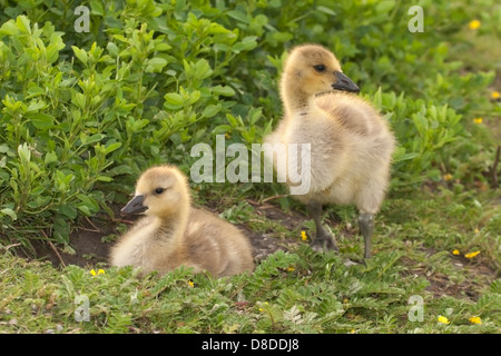 Canada Goose (Branta canadensis) goslings in un parco urbano, sulla Trans Canada Trail lungo il Fiume Bow Foto Stock