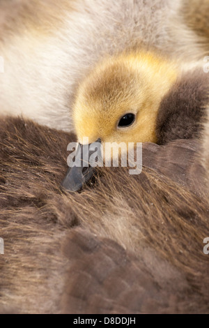Canada Goose (Branta canadensis) gosling cuddling con fratelli lanuginosa Foto Stock