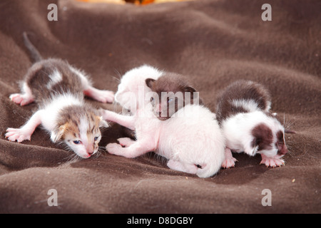 Oriental Shorthair Gatti, con gattini, 7 giorni |Orientalisch Kurzhaarkatzen, Kaetzchen, 7 TAGE / OKH, Kurzhaar Orientalisch Foto Stock