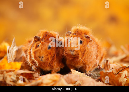 Abissino di cavie, rosso |Rosetten-Meerschweinchen, rot / Rosettenmeerschweinchen Foto Stock