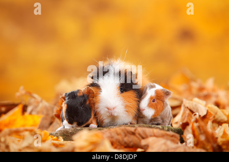 CH Teddy Cavie femmina con youngs, tortie-bianco e slateblue-oro-bianco / Swiss Teddy cavia Foto Stock