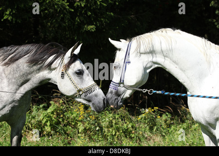 Due stalloni arabo con show halters sniffing ogni altro Foto Stock