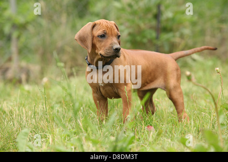 Ridgeback rhodesiano cucciolo in piedi sull'erba verde Foto Stock