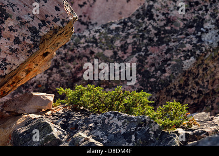 Cespugli di ginepro crescente tra le rocce della frana di Jasper National Park, Alberta, Canada Foto Stock