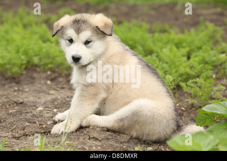 Alaskan Malamute cucciolo seduto sul giardino Foto Stock