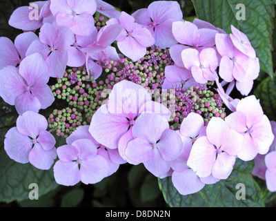 Lacecap Hygrangea (ortensie) cresce in un giardino organico Sussex Foto Stock