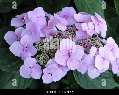 Lacecap Hygrangea (ortensie) cresce in un giardino organico Sussex Foto Stock