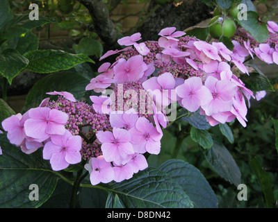 Lacecap Hygrangea (ortensie) cresce in un giardino organico Sussex Foto Stock