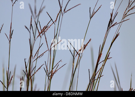 Big bluestem prairie erba Ohio Foto Stock