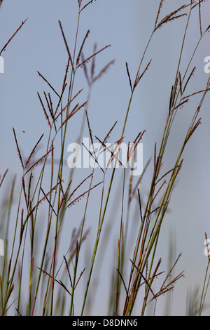 Big bluestem prairie erba Ohio Foto Stock