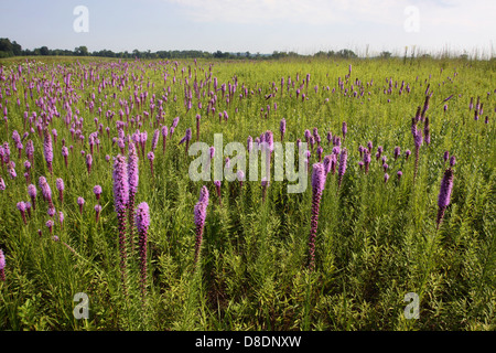 Stella Blasing flower restaurato prairie Ohio Foto Stock