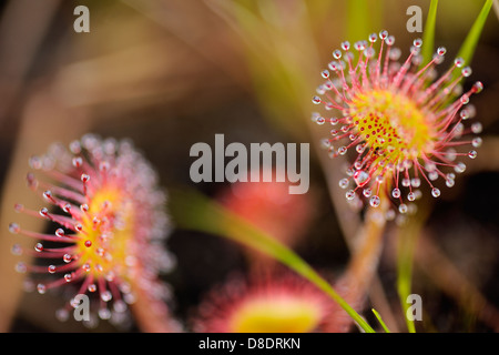 Round-leaf sundew (drosera rotundifolia) Haida Gwaii, Queen Charlotte Islands, Gwaii Haanas National Park, British Columbia, Canada Foto Stock