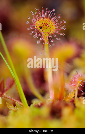 Round-leaf sundew (drosera rotundifolia) Haida Gwaii, Queen Charlotte Islands, Gwaii Haanas National Park, British Columbia, Canada Foto Stock