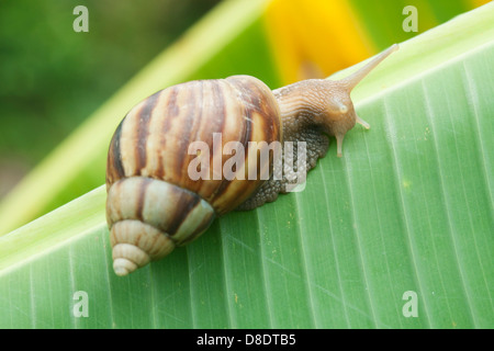 Va a passo di lumaca sulla banana palm foglia verde Foto Stock