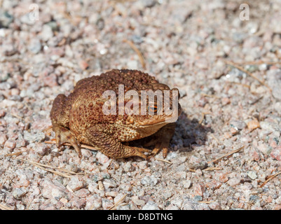 Rospo comune Foto Stock