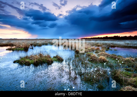 Fioritura cottongrass su swamp al tramonto durante la tempesta, Drenthe Foto Stock