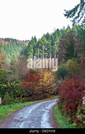 Il tardo autunno in boschi di Cardinham sul bordo di Bodmin Moor, Cornwall, Regno Unito Foto Stock