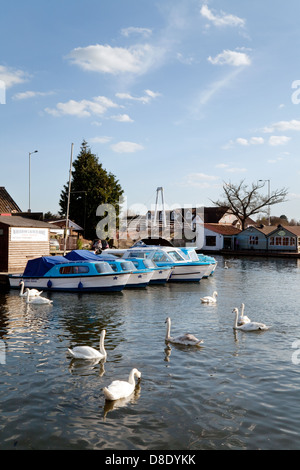 Cigni e noleggio barche ormeggiato sul fiume Bure, Wroxham, Norfolk Broads, Norfolk East Anglia UK Foto Stock