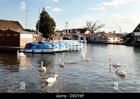 Wroxham, Norfolk Broads, cigni e barche sul fiume Bure, East Anglia UK Foto Stock