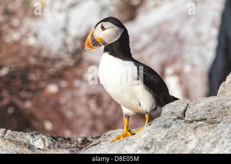 Atlantic Puffin in tutti i suoi gorgeousness, Terranova in Canada Foto Stock